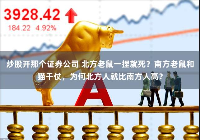 炒股开那个证券公司 北方老鼠一捏就死？南方老鼠和猫干仗，为何北方人就比南方人高？
